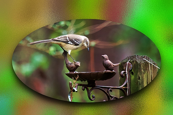 Northern Mockingbird by Robert L Jackson Northern Mockingbird by Robert L Jackson